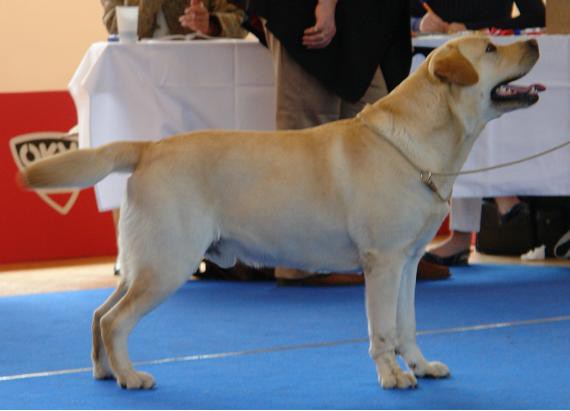 Austrija - wieselburg 2007 - foto