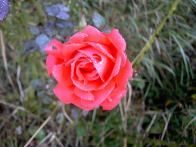 Rosna vrtnica