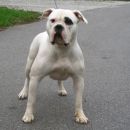 ameriški buldog Heba