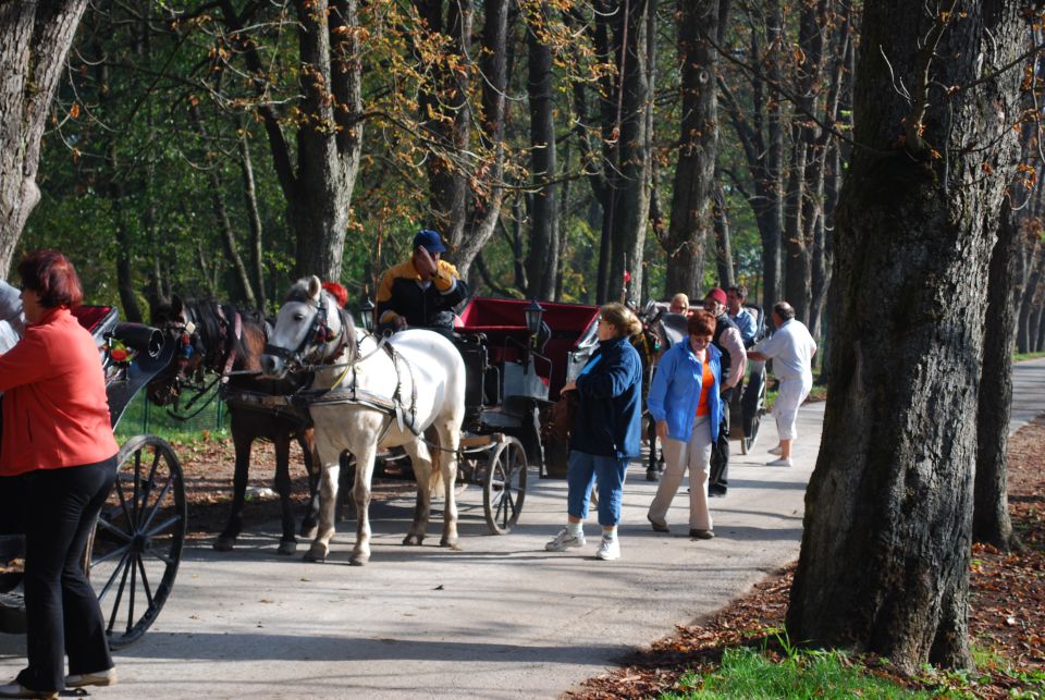 Mandarine 2009 - foto povečava