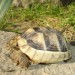 testudo marginata-širokoroba želva