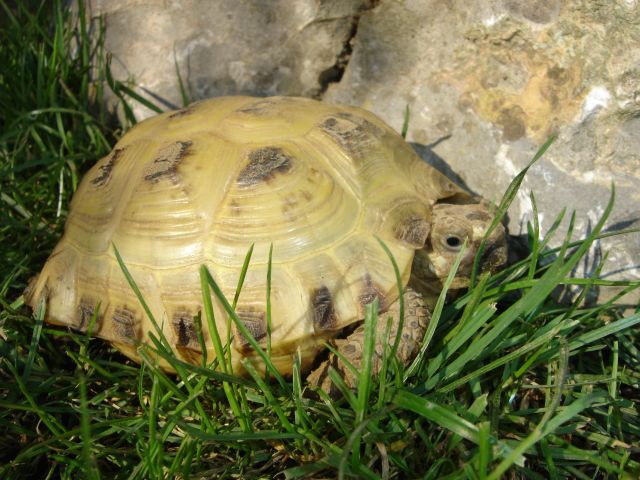 Agrionemys horsfieldii-ruska želva