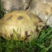 agrionemys horsfieldii-ruska želva