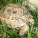 testudo graeca-mavrska želva