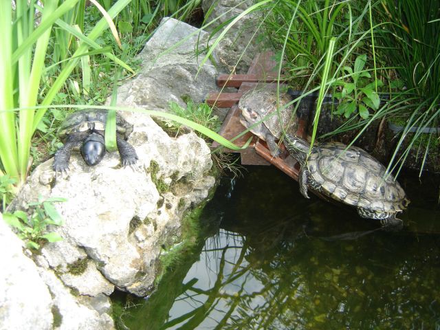 Vodne želve se sončijo ob ribniku