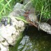 vodne želve se sončijo ob ribniku