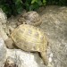 ruska im mavrska želva se sončita na skali