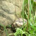  širokoroba želva-testudo marginata ob skali