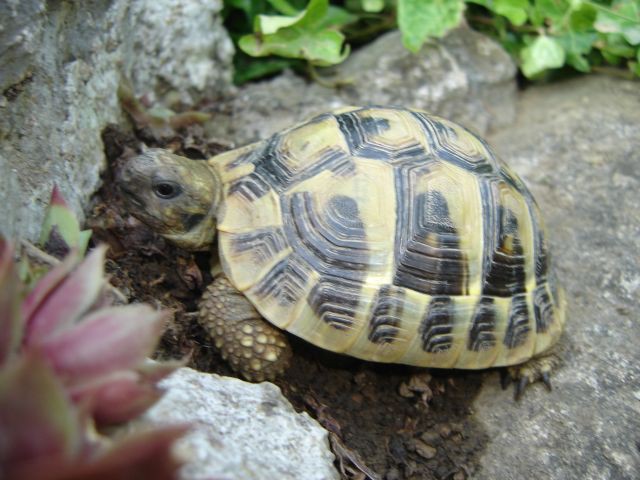 Grška želva prikrita ob skali.