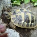 grška želva prikrita ob skali.