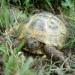  ruska želva v iskanju hrane.