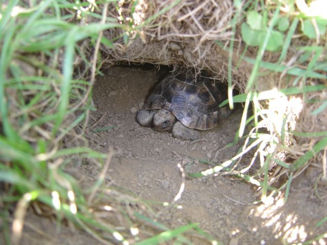 Mavrska želva v izkopanem rovu ruske želve.