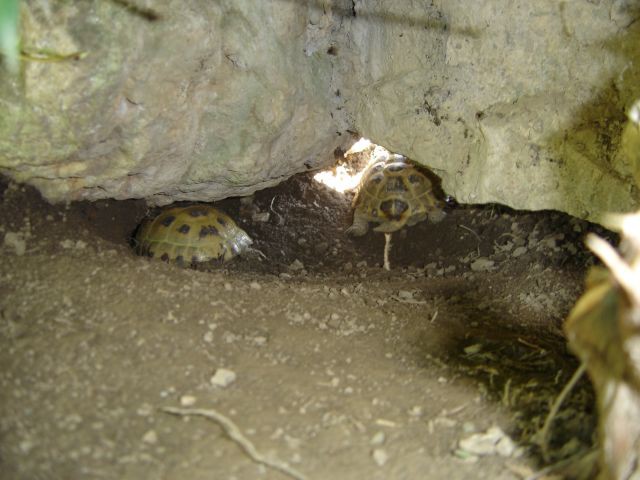Ruski želvici v votlini pod skalo.