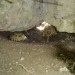 ruski želvici v votlini pod skalo.