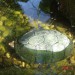 želva zaklepnica-kinosternon