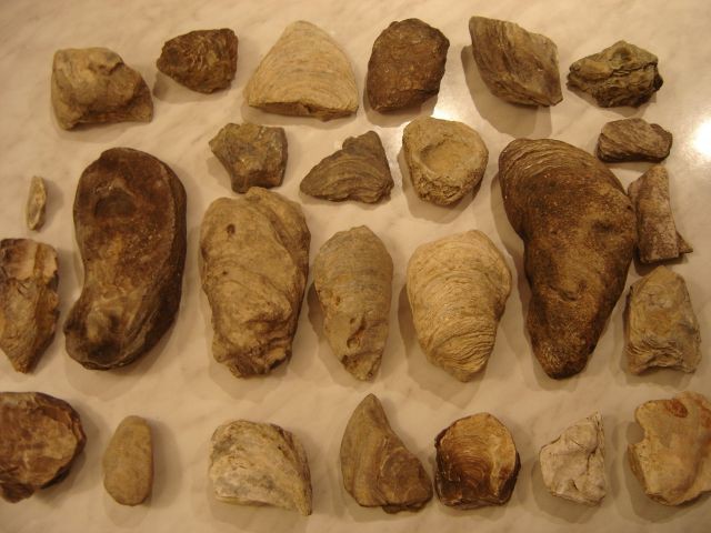 Školjke ostrige (Ostrea sp.) velikosti do 20cm-najdeno pred 2-5 leti v potoku Pšata-Gmajna