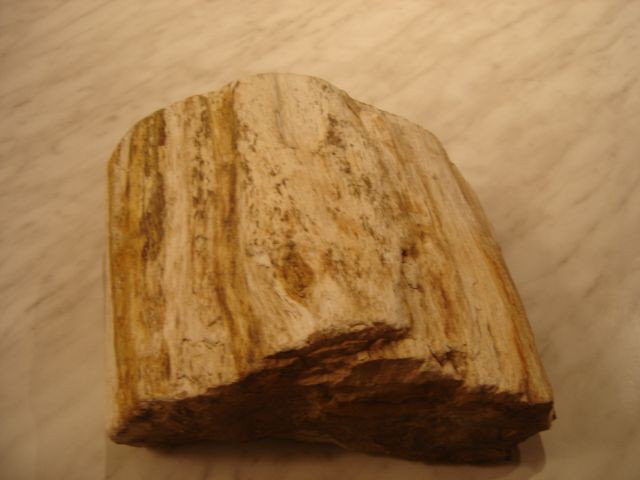  Okamenel kos lesa,velikost 20cm-najdeno leta 1989 ob zasipanju okoli hiše-vas Klanec