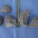Fosili školjk ostrig,najdeno 26.06. na odvoženi zemlji-vas Klanec.