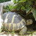 plazilci-želve-reptiles-turtles 2009