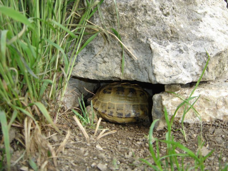 Je pa res prostora le za mišjo....