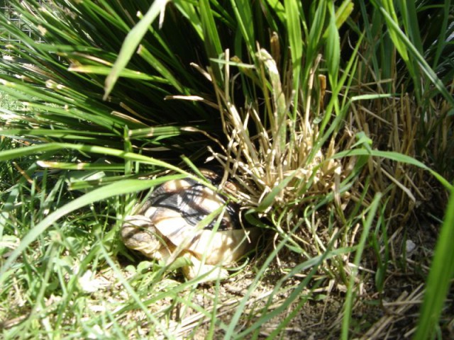  Marga prikrita pod šopom trave.