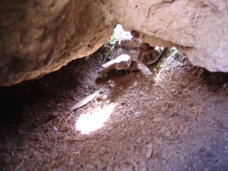 Svetlana se poda v hlad pod skalovje.