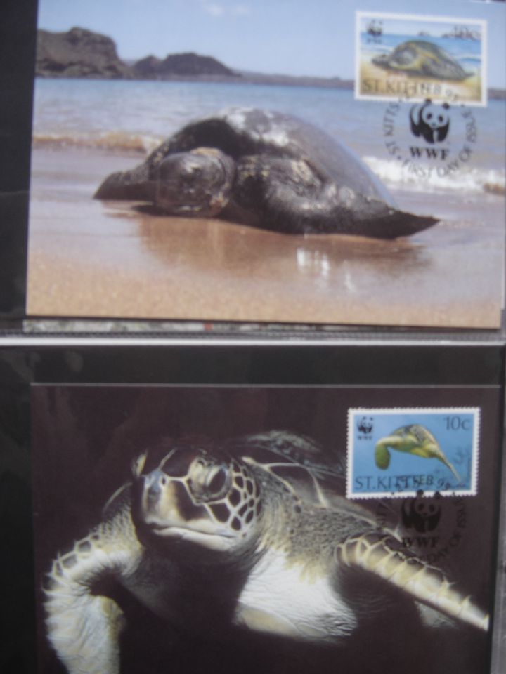 Razglednice želv  pisma želv - foto povečava