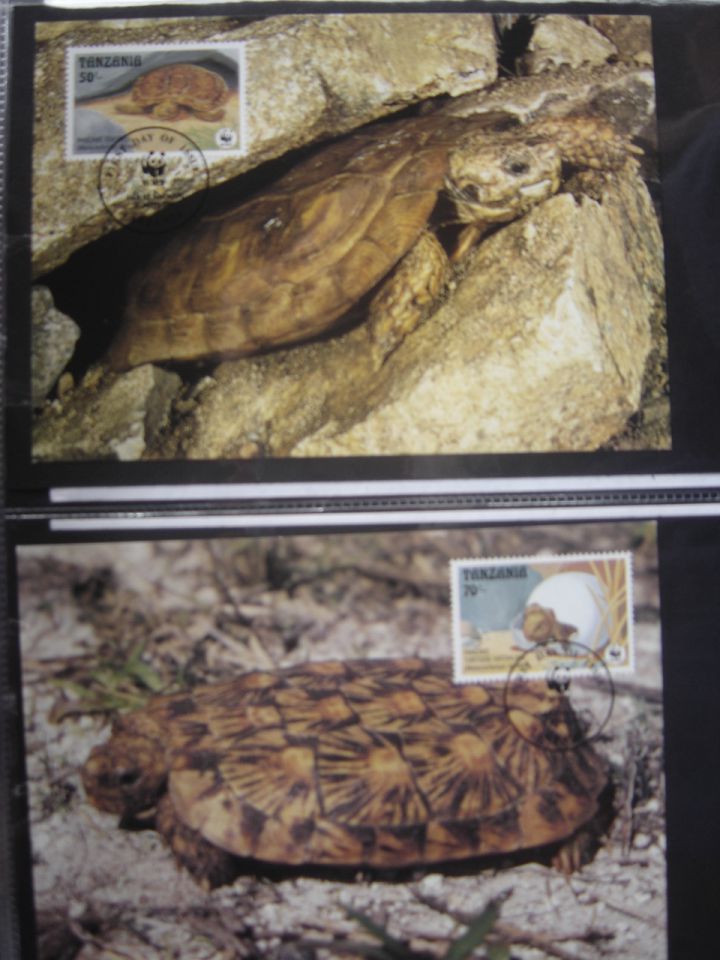 Razglednice želv  pisma želv - foto povečava