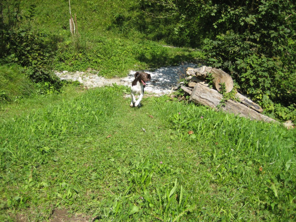 Škovine avgust 2008 - foto povečava