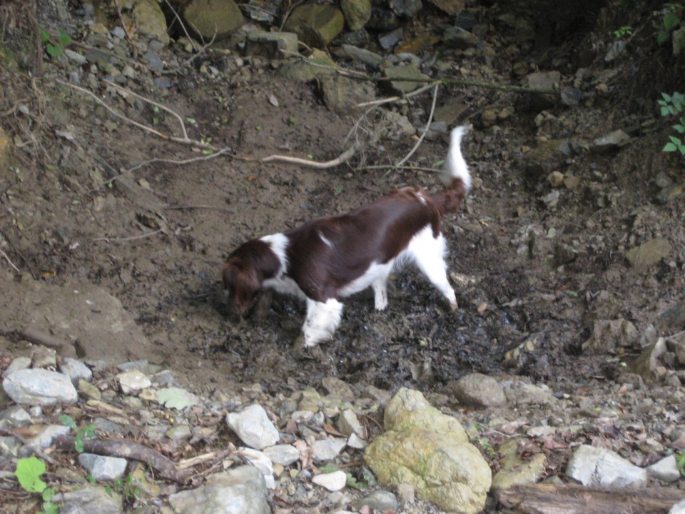 Škovine avgust 2008 - foto povečava