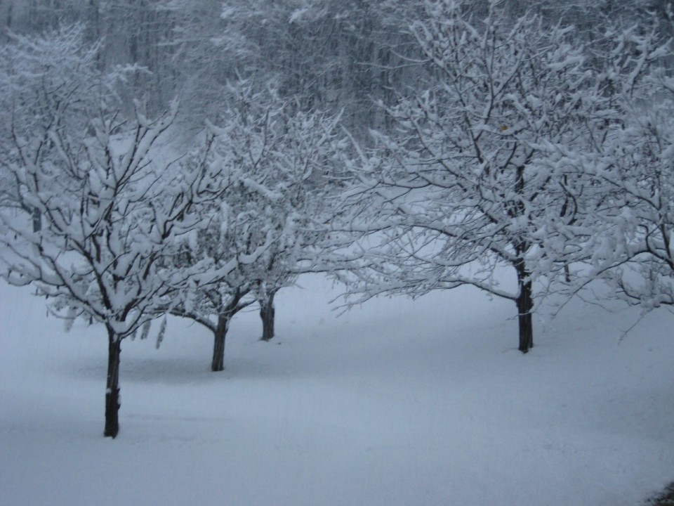 Končno sneg 24.11.08 - foto povečava