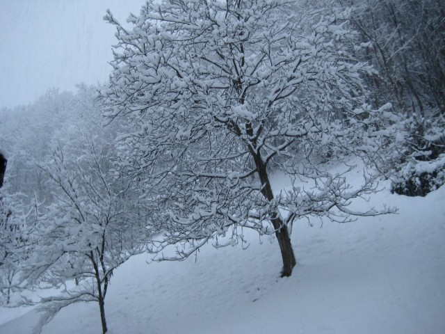 Končno sneg 24.11.08 - foto