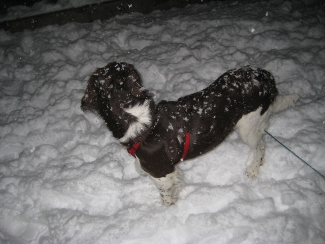 Jaaaa je le dočakala sneg....ko opazuješ Dono se ti sneg sploh ne zdi hladen :)