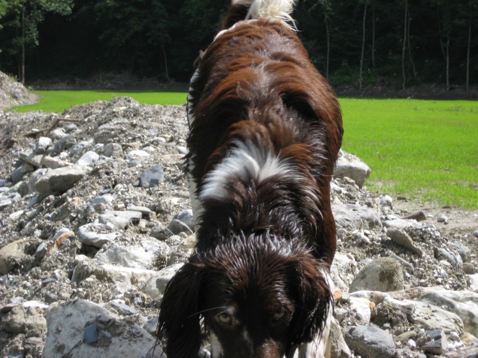 Kopanje pod Sušo poletje 2008 - foto povečava