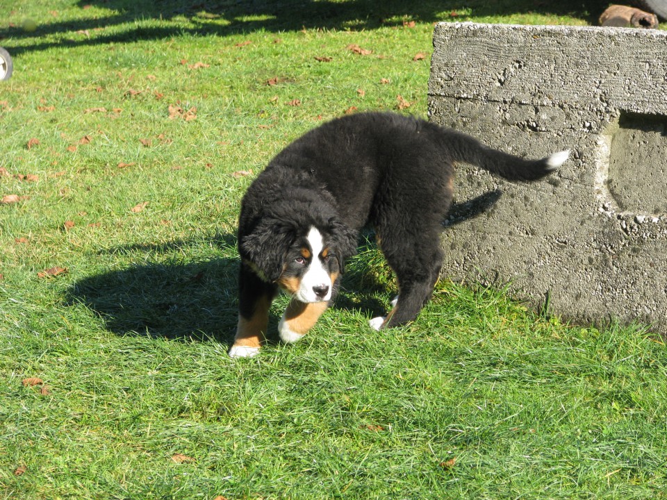 Isis - 11. tednov - foto povečava