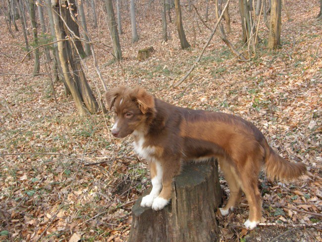 Ajka in Žak v Špicbergu - foto povečava