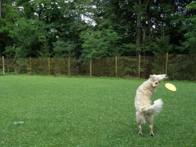 Frisbi time - foto