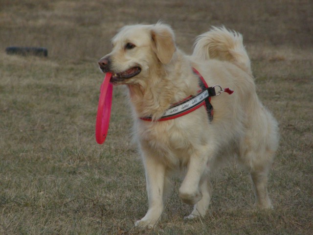 13. 2. 2009: Ajka in Cosmo na sprehodu - foto