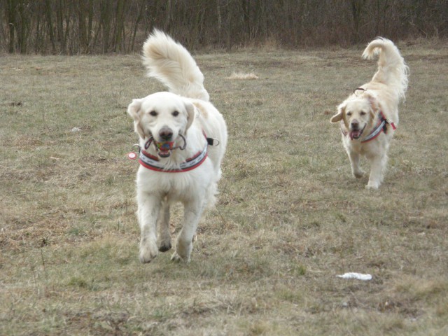 13. 2. 2009: Ajka in Cosmo na sprehodu - foto