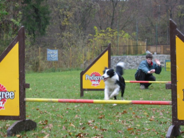 Agility - foto