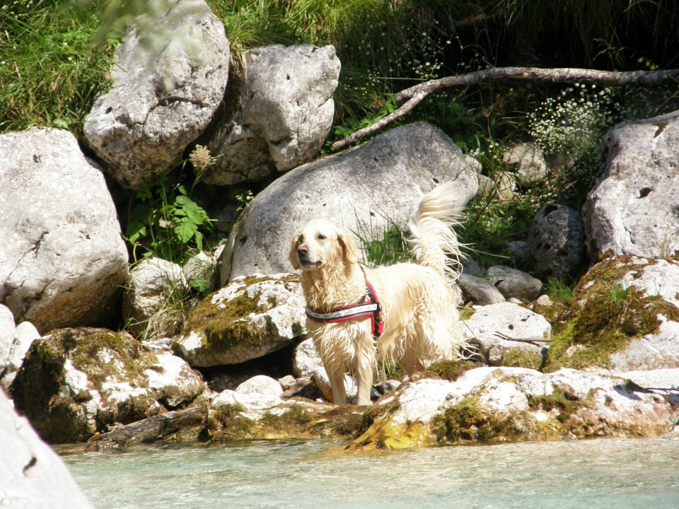 Bovc - foto povečava