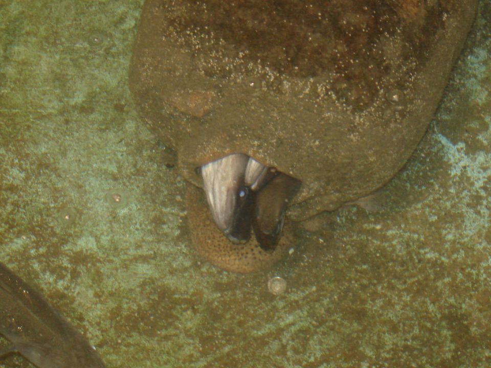 aquarium (the old one) in Piran