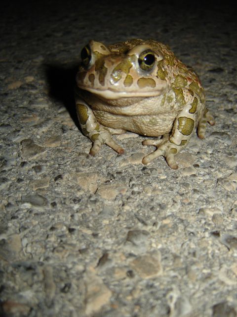 Froggy