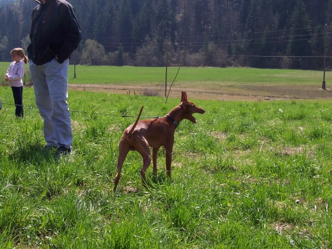 Coursing Velike Lašče 06 - foto povečava