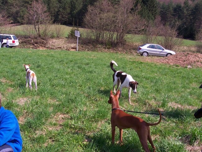 Coursing Velike Lašče 06 - foto povečava