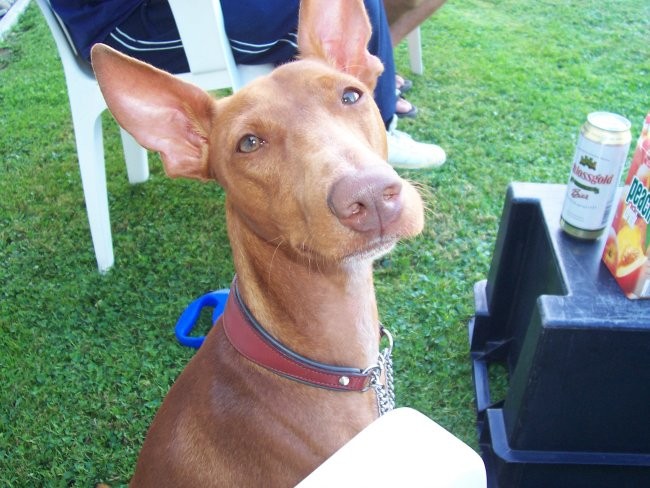 Smešne slike - foto povečava