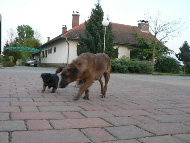 Špelini peseki - foto povečava