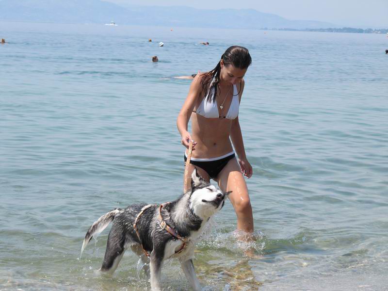 Moj sibirski haski Tea na letovanju (Greece) - foto povečava