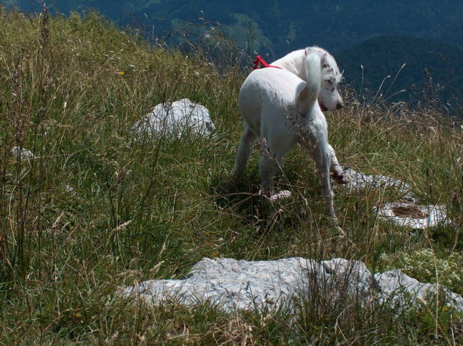 Uršlja gora 2005 - foto povečava