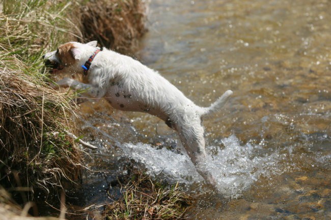 Coursing (Foto : Urban ) - foto povečava